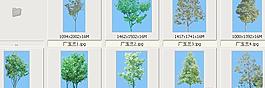 廣玉蘭——植物素材