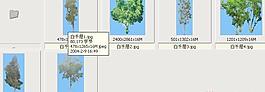 白千層——植物素材