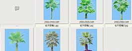 壯干棕櫚——植物素材