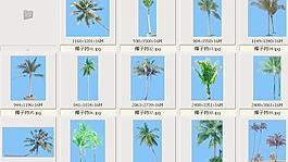 椰子樹——植物素材