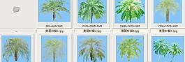 美丽针葵——植物素材