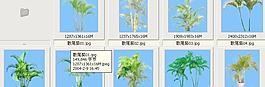散尾葵——植物素材
