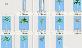 大王椰——植物素材