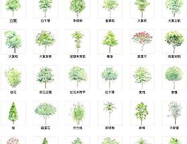 園林樹木繪畫