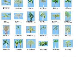 棕櫚素材