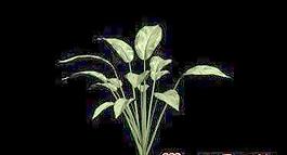 3D植物模型(九)