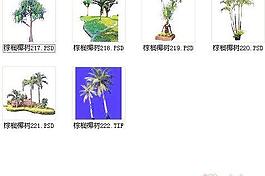 棕櫚椰樹素材十九