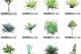 棕櫚椰樹素材十八