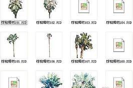 棕櫚椰樹素材十六