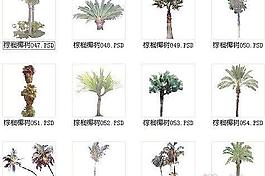 棕櫚椰樹素材五