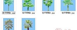 棕櫚素材一