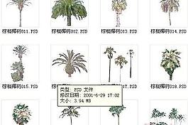 棕櫚椰樹素材二