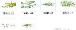 荷花素材三