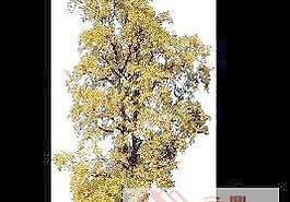 植物素材