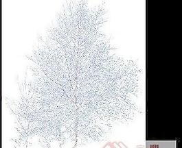 雪景樹