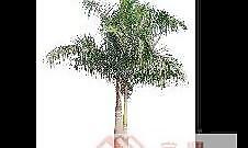 植物素材