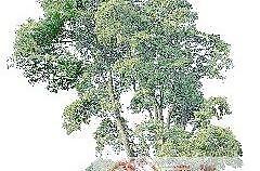 植物素材