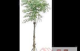植物素材