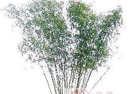 植物素材