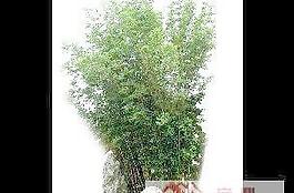 植物素材