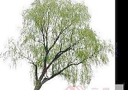 植物素材