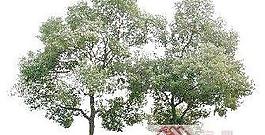 植物素材