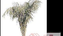植物素材