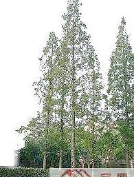植物素材