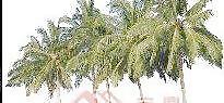 植物素材