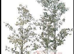 植物素材