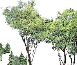 背景植物PSD素材