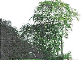 背景植物PSD素材