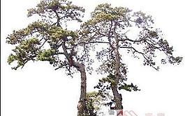 背景植物PSD素材