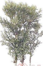 背景植物PSD素材
