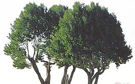 植物PSD素材