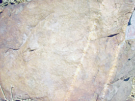rock_texture