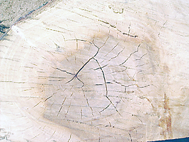 wood_close_up