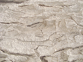 rough_bark
