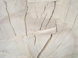 tree_trunk_cracked
