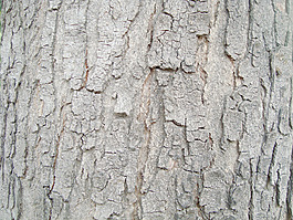 bark_surface