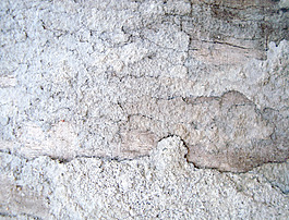 bark_surface_texture