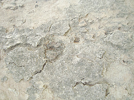 bark_wooden