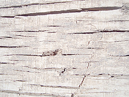 textured_wood