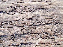 very_old_wood