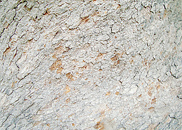 bark_structure