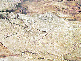 bark_surface