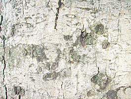 plank_bark