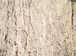 dried_tree_bark