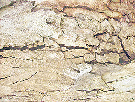 rugged_bark