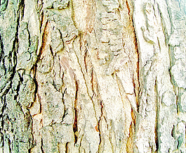 rough_bark
